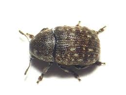 Attēlu rezultāti vaicājumam “Anthribus nebulosus”