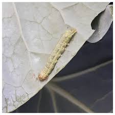 Attēlu rezultāti vaicājumam “Mamestra brassicae larva”