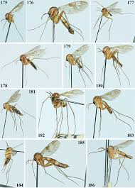 Attēlu rezultāti vaicājumam “Mycetophilidae”