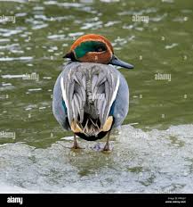 Attēlu rezultāti vaicājumam “Anas crecca male”