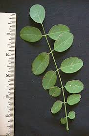 Attēlu rezultāti vaicājumam “Robinia neomexicana”