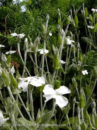 Image result for Lychnis coronaria alba