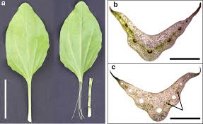 Attēlu rezultāti vaicājumam “Plantago major leaf”