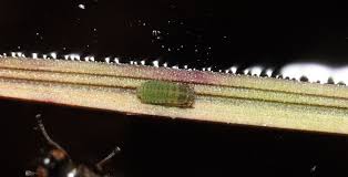 Attēlu rezultāti vaicājumam “Drepanosiphum platanoidis exuvia”