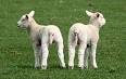 Docking (animal) - Wikipedia, the free encyclopedia