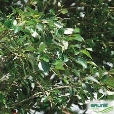 Attēlu rezultāti vaicājumam “Populus simonii”