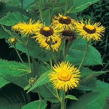 Attēlu rezultāti vaicājumam “Telekia speciosa bud”