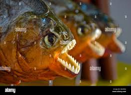 Image result for Prestatyn Piranhas