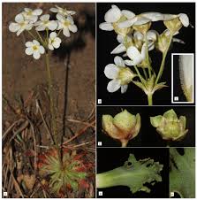 Attēlu rezultāti vaicājumam “Androsace septentrionalis fruit”