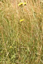 Attēlu rezultāti vaicājumam “Hieracium laevigatum”