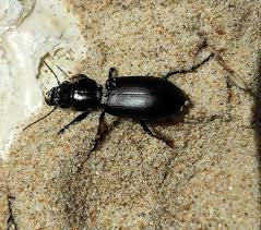 Attēlu rezultāti vaicājumam “Broscus cephalotes”