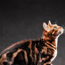 Afbeeldingsresultaat voor katten