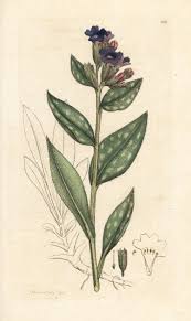 Image result for Pulmonaria officinalis