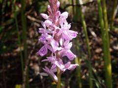 Attēlu rezultāti vaicājumam “Dactylorhiza maculata bud”