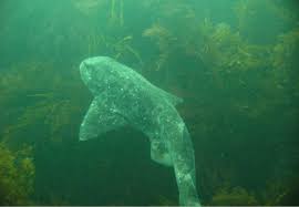 Image result for Cephaloscyllium laticeps