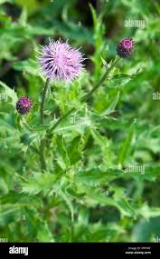 Attēlu rezultāti vaicājumam “Cirsium arvense flower”