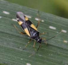 Attēlu rezultāti vaicājumam “Dryophilocoris flavoquadrimaculatus”