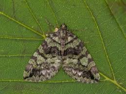 Attēlu rezultāti vaicājumam “Hydriomena impluviata”