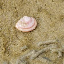 Attēlu rezultāti vaicājumam “Macoma baltica”