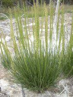 Attēlu rezultāti vaicājumam “Triglochin maritimum flower”