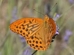 Attēlu rezultāti vaicājumam “Argynnis paphia pupa”