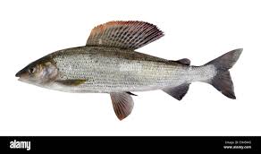 Image result for Thymallus thymallus