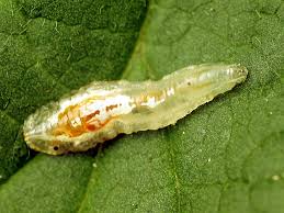 Attēlu rezultāti vaicājumam “Episyrphus balteatus”