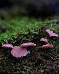Attēlu rezultāti vaicājumam “Bryum pallens sporophyte”