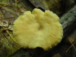 Attēlu rezultāti vaicājumam “Lentinus suavissimus”