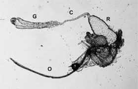 Attēlu rezultāti vaicājumam “Geocrypta galii”