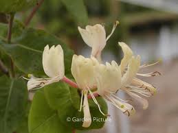 Attēlu rezultāti vaicājumam “Lonicera caprifolium”