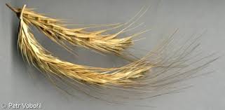 Image result for Secale cereale