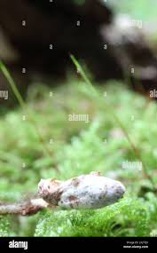 Attēlu rezultāti vaicājumam “Cordyceps farinosa”