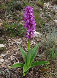Attēlu rezultāti vaicājumam “Orchis mascula leaf”