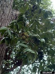 Attēlu rezultāti vaicājumam “Juglans x sinensis”