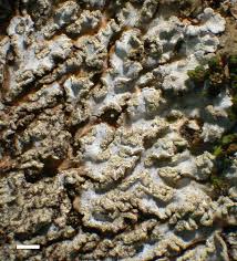 Attēlu rezultāti vaicājumam “Physconia enteroxantha”