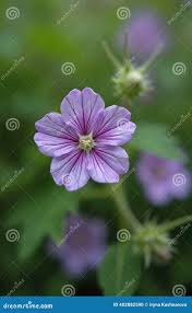 Attēlu rezultāti vaicājumam “Geranium sylvaticum leaf”