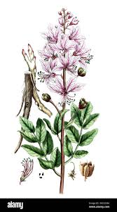 Image result for Diptam