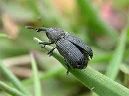 Attēlu rezultāti vaicājumam “Magdalis sp.”