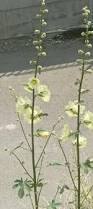 Image result for Alcea rugosa
