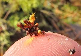 Attēlu rezultāti vaicājumam “Hemitrichia leiotricha macro”