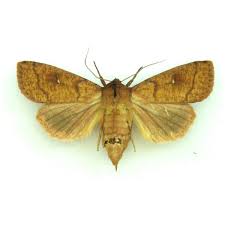 Attēlu rezultāti vaicājumam “Mythimna turca”