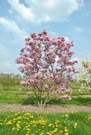 Attēlu rezultāti vaicājumam “Magnolia”