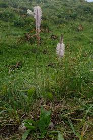 Attēlu rezultāti vaicājumam “Plantago media”