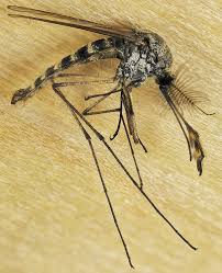 Attēlu rezultāti vaicājumam “Cricotopus male”