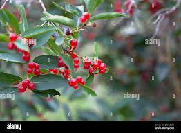 Attēlu rezultāti vaicājumam “Lonicera tatarica fruit”