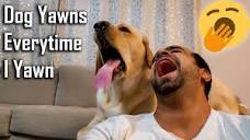 My Dog Yawns Every Time I Yawn | Part 4 | Funny Dog Video - YouTube