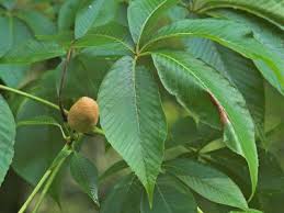 Attēlu rezultāti vaicājumam “Aesculus flava leaf”