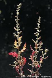 Image result for Chenopodium botrys