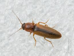 Attēlu rezultāti vaicājumam “Dalopius marginatus”